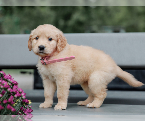 Medium Photo #5 Golden Retriever Puppy For Sale in LIBERTY, KY, USA