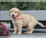 Small #4 Golden Retriever