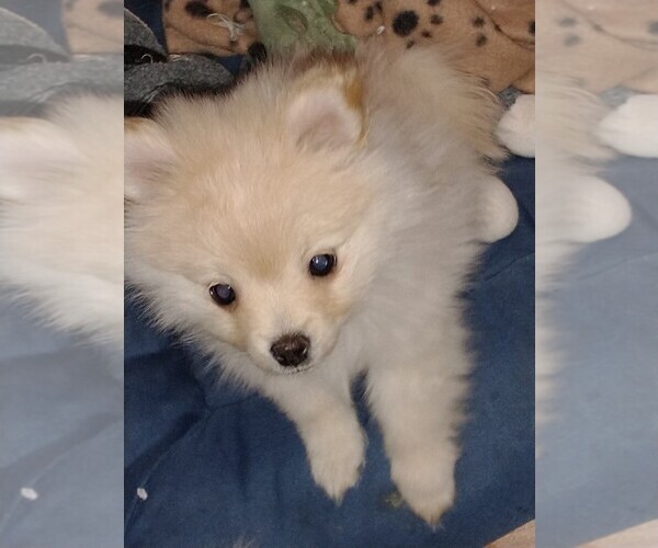 Medium Photo #1 Pomeranian Puppy For Sale in AMARILLO, TX, USA