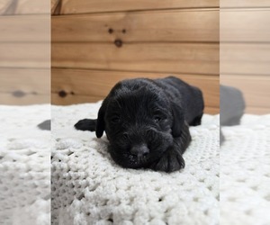 Labradoodle Puppy for sale in WILLIAMSTOWN, KY, USA