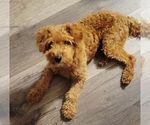 Small Photo #1 Cavapoo (Miniature) Puppy For Sale in WENTWORTH, MO, USA
