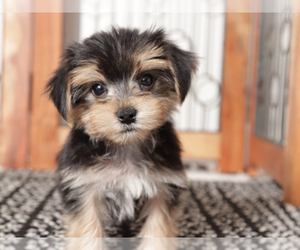 Morkie Puppy for sale in NAPLES, FL, USA