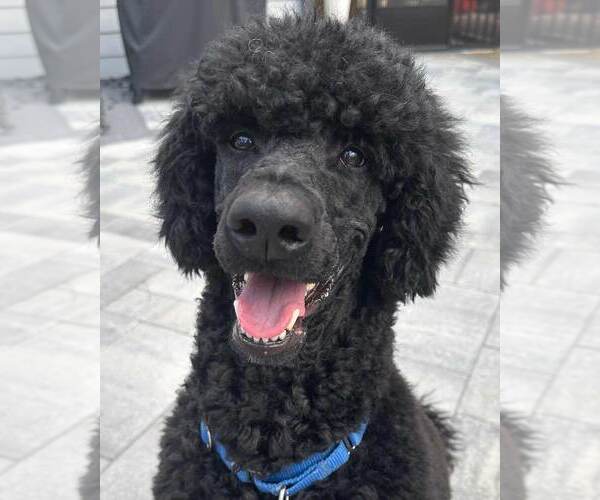 Medium Photo #1 Poodle (Standard) Puppy For Sale in Kennesaw, GA, USA