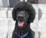 Small Poodle (Standard)
