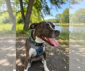 Mutt Dogs for adoption in Sanford, FL, USA