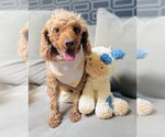 Small Photo #13 Poodle (Miniature) Puppy For Sale in Staten Island, NY, USA