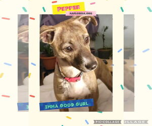 Chihuahua-Unknown Mix Dogs for adoption in Pensacola, FL, USA