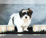 Small #2 Cavapoo