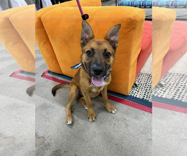 Medium Photo #6 German Shepherd Dog-Unknown Mix Puppy For Sale in Newport Beach, CA, USA