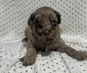 Aussiedoodle Miniature  Puppy for sale in LOUISVILLE, OH, USA