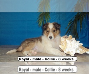 Collie Puppy for sale in CLARKRANGE, TN, USA