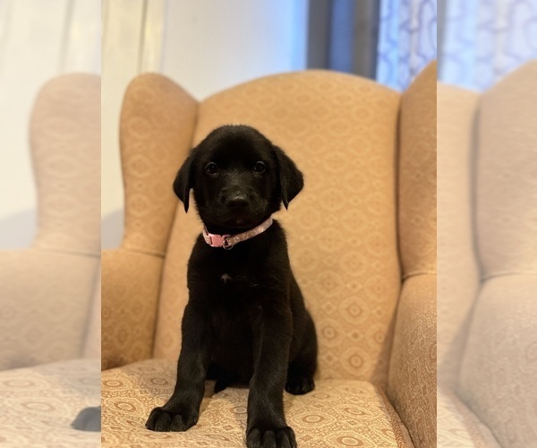Medium Photo #9 Golden Shepherd Puppy For Sale in OCEANSIDE, CA, USA