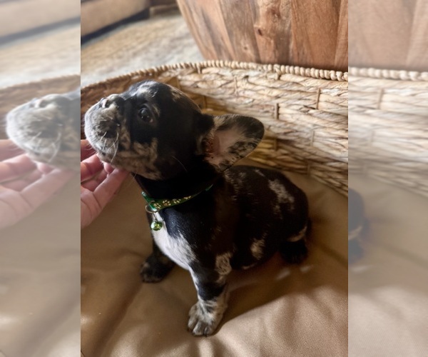 Medium Photo #3 French Bulldog Puppy For Sale in BONNEAU, SC, USA