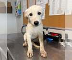 Alto - Female Labrador Retriever-Unknown Mix Dog for Adoption - Small photo
