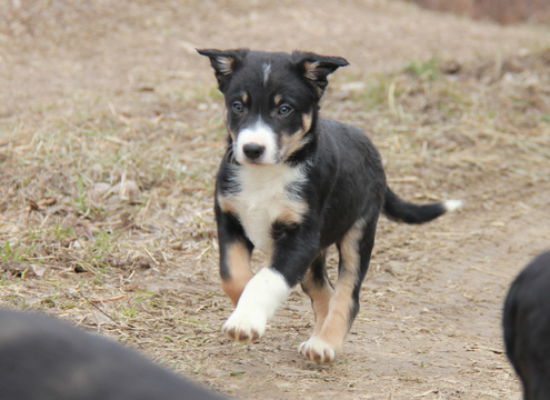 Medium Photo #1 Border Collie Puppy For Sale in MANSFIELD, MO, USA
