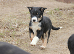 Small Photo #1 Border Collie Puppy For Sale in MANSFIELD, MO, USA