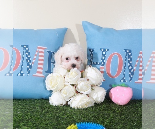 Medium Photo #2 Bichon Frise Puppy For Sale in MOUNT VERNON, OH, USA
