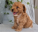 Small Photo #39 Poodle (Toy) Puppy For Sale in GOSHEN, IN, USA