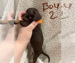 Small Photo #2 Chiweenie Puppy For Sale in CANDLER, NC, USA