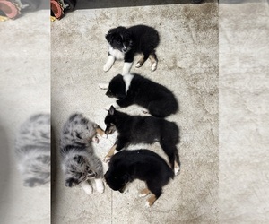 Australian Shepherd Puppy for sale in NORTH EAST, PA, USA