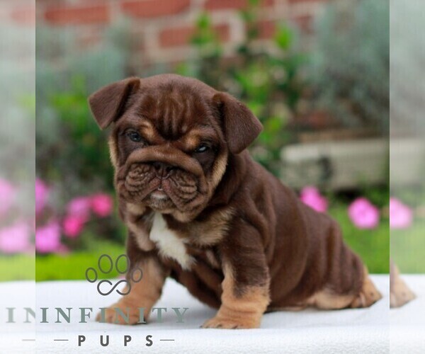 Medium Photo #1 English Bulldog Puppy For Sale in EPHRATA, PA, USA