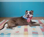 Small #1 American Pit Bull Terrier