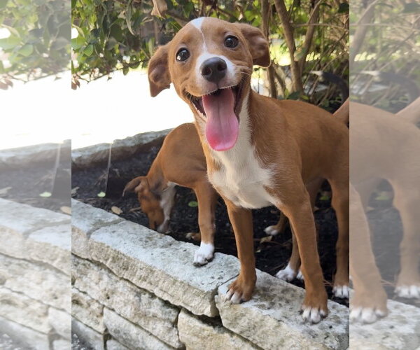 Medium Photo #2 Mutt Puppy For Sale in The Woodlands, TX, USA