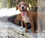 Small #1 Mutt