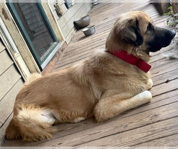 Medium Photo #2 Anatolian Shepherd-Mastiff Mix Puppy For Sale in Sheboygan, WI, USA