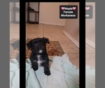 Small #2 Havanese-Morkie Mix