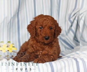 Poodle (Miniature) Puppy for sale in GAP, PA, USA