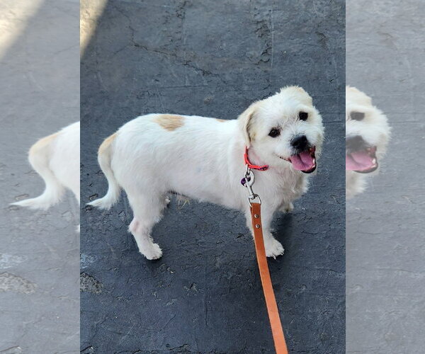 Medium Photo #1 Shih Tzu-Unknown Mix Puppy For Sale in San Bernardino , CA, USA