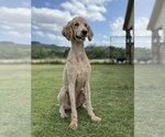 Small #3 Poodle (Standard)