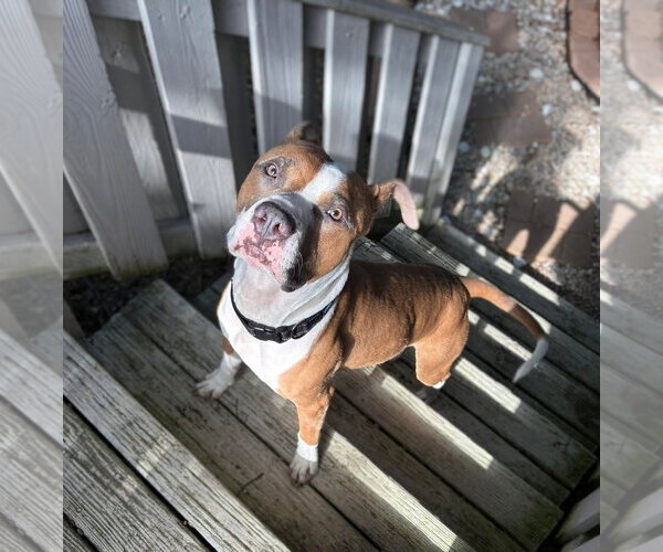 Medium Photo #5 American Staffordshire Terrier-Boxer Mix Puppy For Sale in Holly Springs, NC, USA