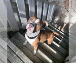 Small #4 American Staffordshire Terrier-Boxer Mix