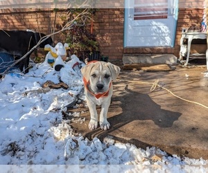 Cane Corso-Northern Inuit Dog Mix Puppy for sale in FORT COLLINS, CO, USA