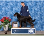 Small #4 Beauceron