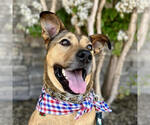 Small Black Mouth Cur-German Shepherd Dog Mix