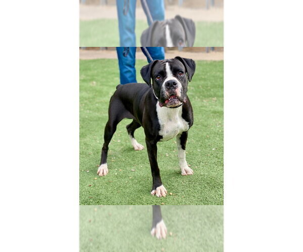 Medium Photo #1 Boxer Puppy For Sale in Austin, TX, USA