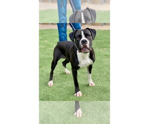 Boxer Dogs for adoption in Austin, TX, USA