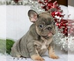 Small #2 French Bulldog