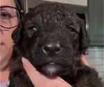 Puppy Puppy 5Big Mac Bernedoodle