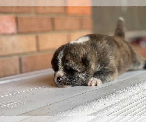 Medium Photo #4 Akita Puppy For Sale in ARLINGTON, TX, USA