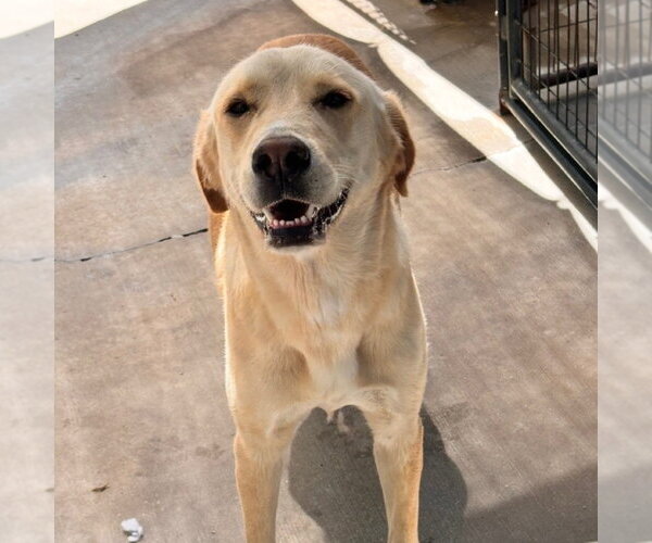 Medium Photo #2 Labrador Retriever Puppy For Sale in Yardley, PA, USA