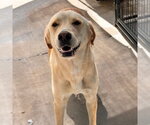 Small #1 Labrador Retriever