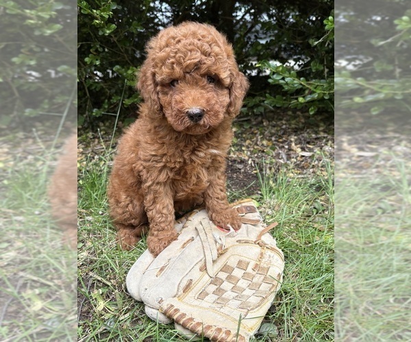 Medium Photo #3 Goldendoodle (Miniature) Puppy For Sale in MIDDLEBURY, IN, USA