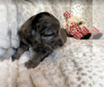 Small Photo #7 Aussiedoodle-Poodle (Standard) Mix Puppy For Sale in COMMERCE, MI, USA