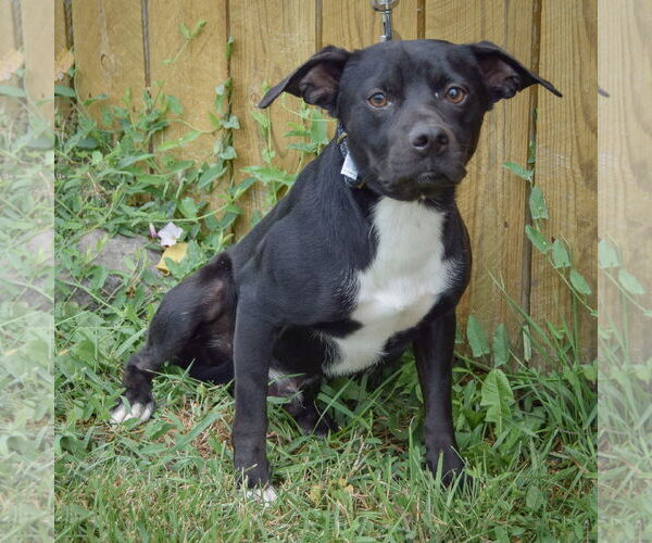 Medium Photo #3 Beagle-Chihuahua Mix Puppy For Sale in Huntley, IL, USA