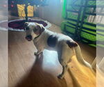 Small #6 Jack Russell Terrier Mix