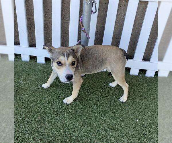 Medium Photo #1 Siberian Husky-Staffordshire Bull Terrier Mix Puppy For Sale in Modesto, CA, USA